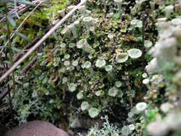 Wood lichen